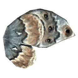 Ahnenmottenflügel
