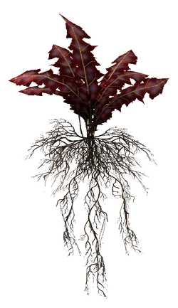 Crimson Nirnroot plant