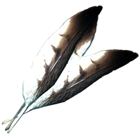 HawkFeathers