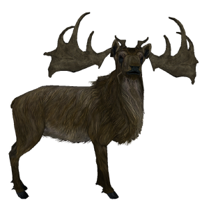 Elk