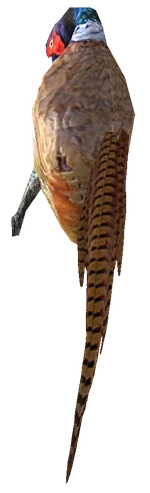 Dead pheasant