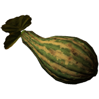 Gourd