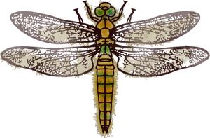 Illustration Dragonfly