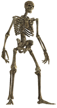 Skeletal remains