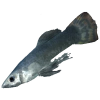 AbeceanLongfin