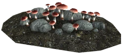 Fly Amanita as they appear in caves