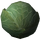 Cabbage