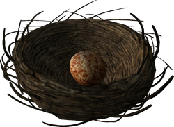 Bird's nest with a Pine Thrush egg