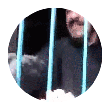 Tipanagia.gif