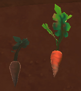 A rotten carrot and a normal carrot, side by side.