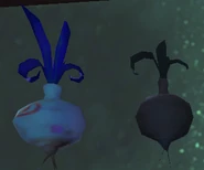 A normal Odd Onion and a rotten Odd Onion, side by side.