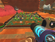 Odd Onions growing in a garden along with Carrots.