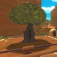 A Prickle Pear tree being grown in a Garden.