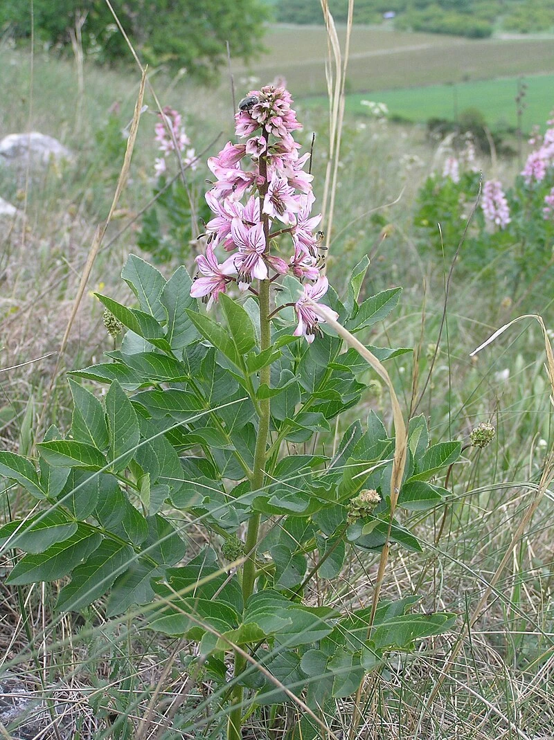 Choro Słowiańszczyzna Wikia Fandom