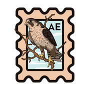 AE-falcon.png
