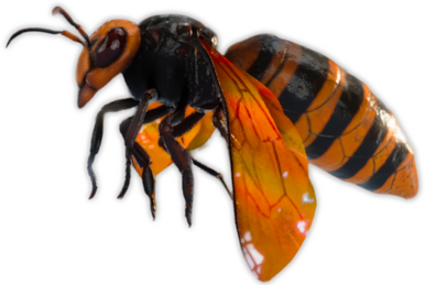 Black Hornet Nano - Wikipedia