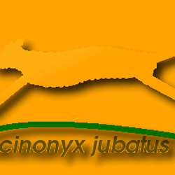 Acinonyx jubatus