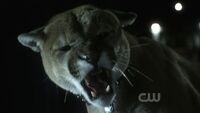 908Smallville0301