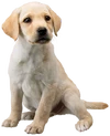 Art Labrador retriever Nintendogs + Cats