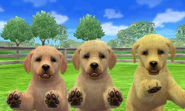 Trois Labradors dans le jeu Nintendogs