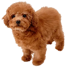 Art Caniche nain Nintendogs + Cats