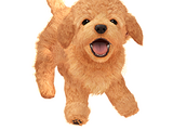 Chien Nintendogs