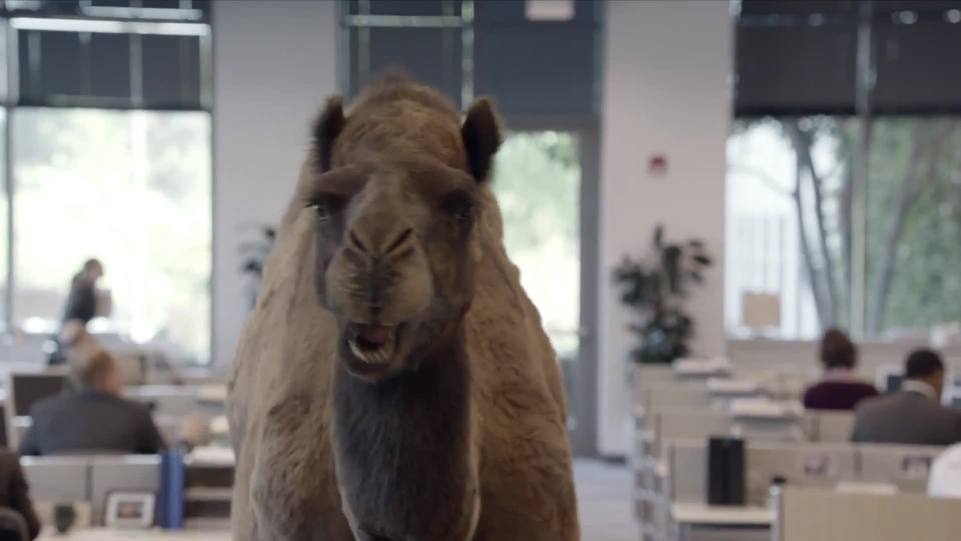 geico camel hump day mike mike mike