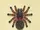 Tarantula