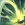 Icons CuChulainn A03