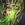 T Jormungandr Nidhoggr Icon
