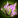 Fae-BlessedHoops T3.png