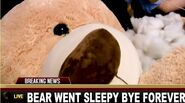 Beary’s "corpse" seen on the news.