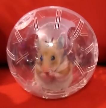 Hamster - Wikipedia