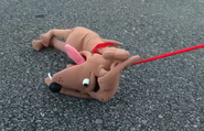 On a leash (being dragged)