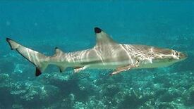 Ref: https://en.wikipedia.org/wiki/Blacktip_reef_shark