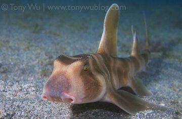 Japanese Bullhead Shark