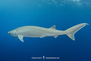 Atlantic-Sixgill-Shark-004