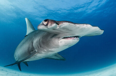 Hammerhead