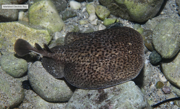 Marble Electric Ray