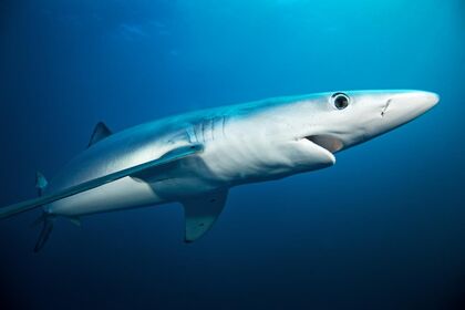 Blue Shark