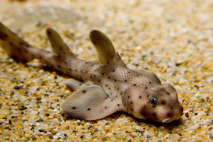 California Horn Shark