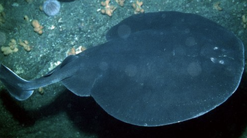 Torpedo Ray