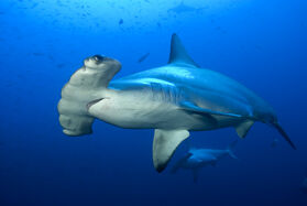 Ref: https://haydensanimalfacts.com/2015/10/30/5-interesting-facts-about-scalloped-hammerheads/