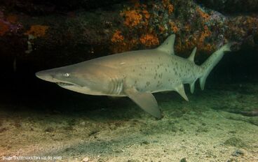 Sand Tiger