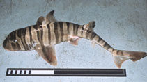 Ref: https://www.fishbase.de/Summary/SpeciesSummary.php?ID=746&AT=Bullhead+Shark