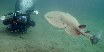 Diver with Pacific Ray