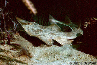 Guitarfish