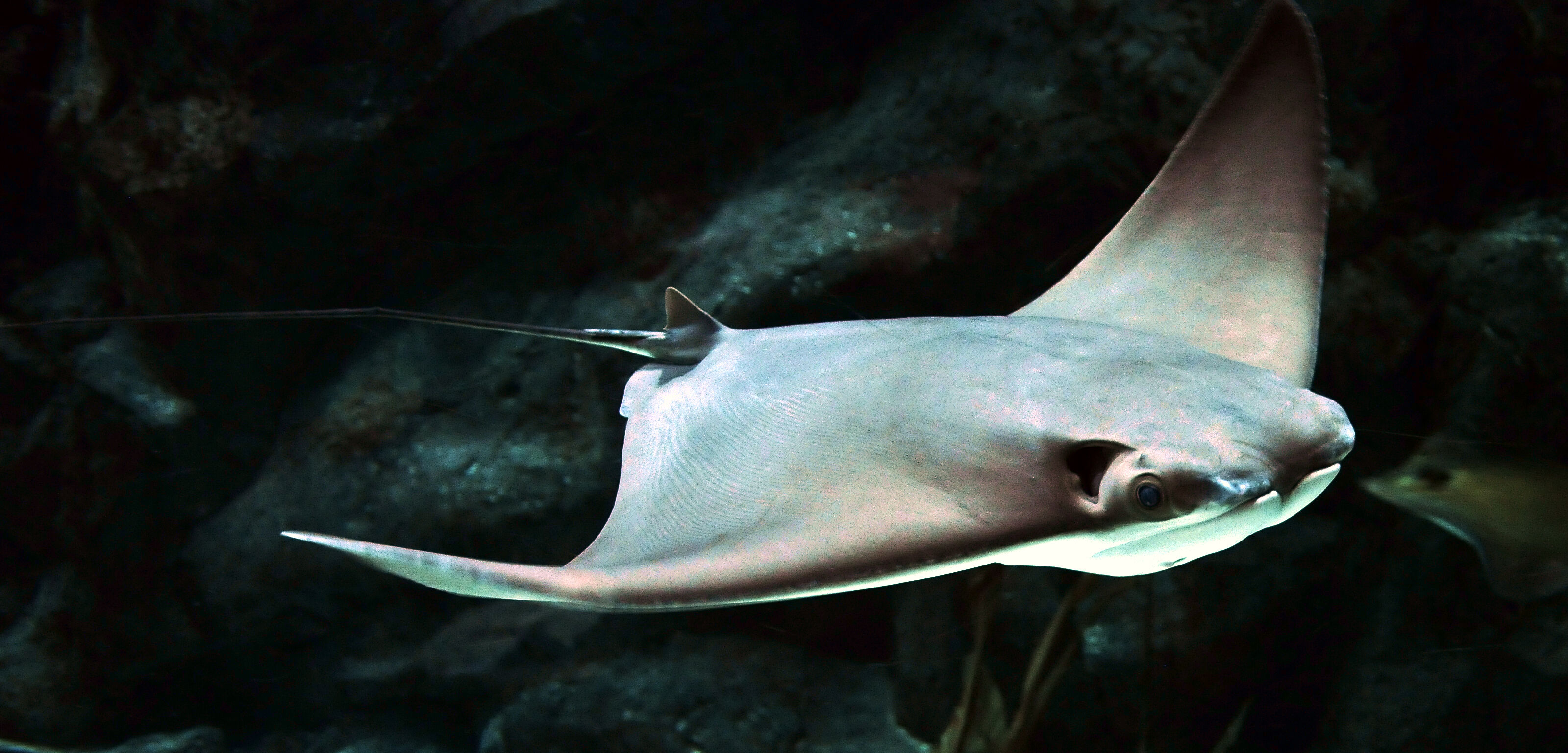 Rhinoptera bonasus.jpg