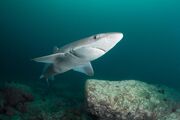 Spiny Dogfish