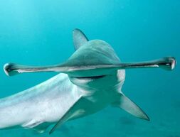 Ref: http://animal-unique.blogspot.com/2011/09/smooth-hammerhead-shark.html